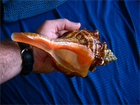 Beautiful Florida State Shell - Horse Conch
